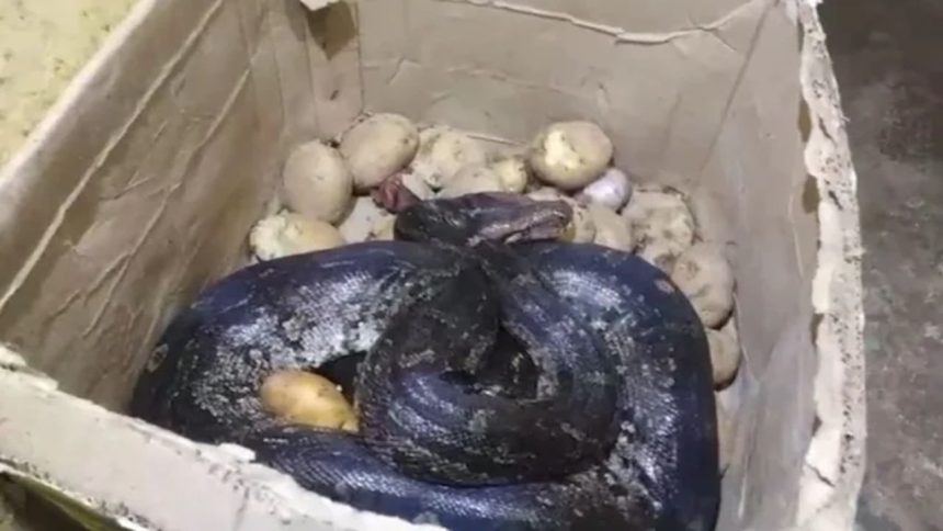 Panic at hotel in Maharashtra after giant python found inside potato box | Video