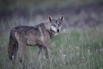 After UP’s Bahraich, wolf terror haunts Madhya Pradesh; 5 attacked in Khandwa