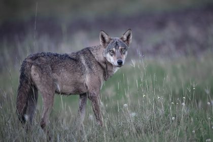 After UP’s Bahraich, wolf terror haunts Madhya Pradesh; 5 attacked in Khandwa